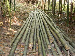 Vara de Bambú 3 mts de largo (P. aurea)
