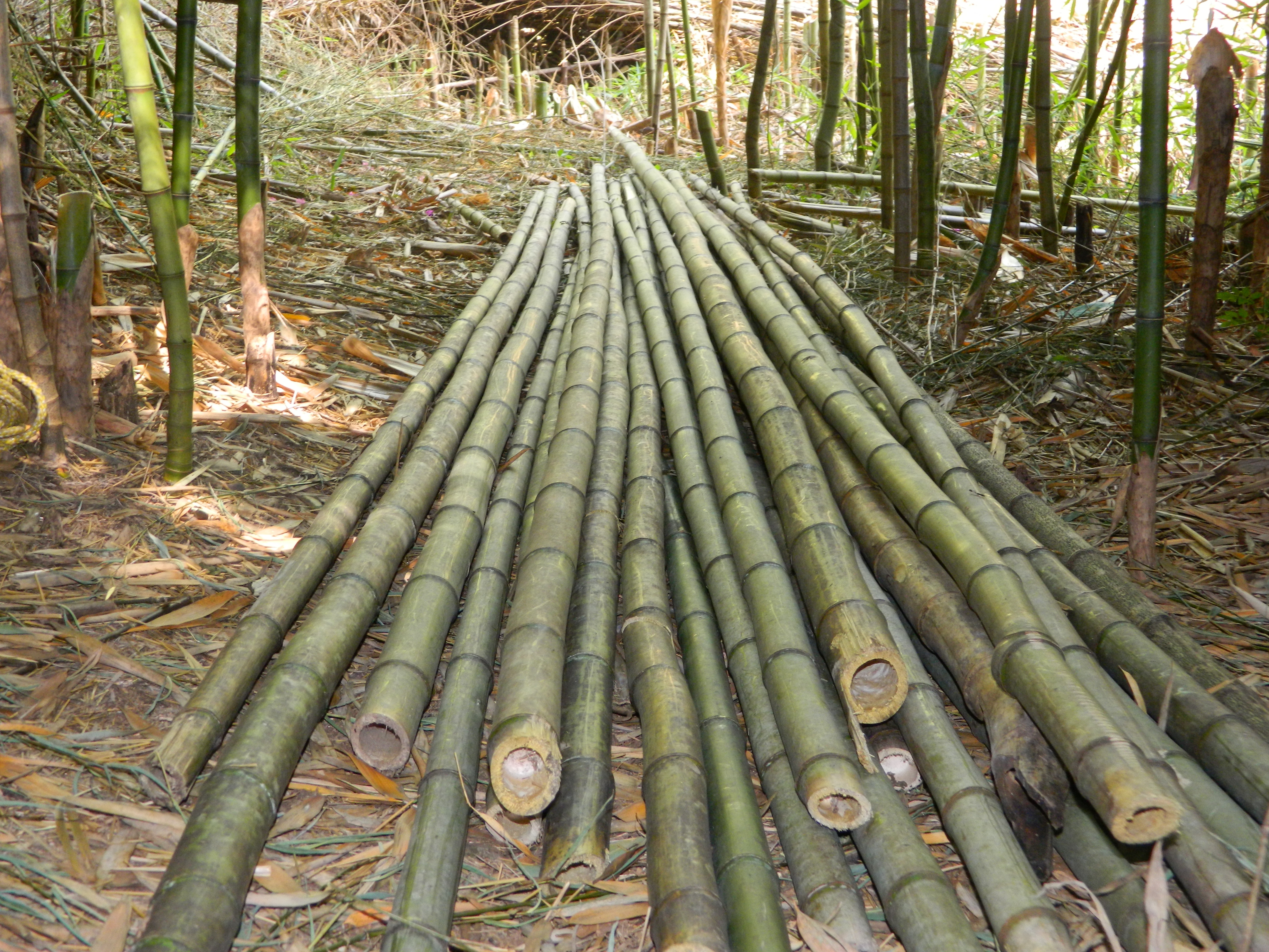 Vara de Bambú 3 mts de largo (P. aurea)
